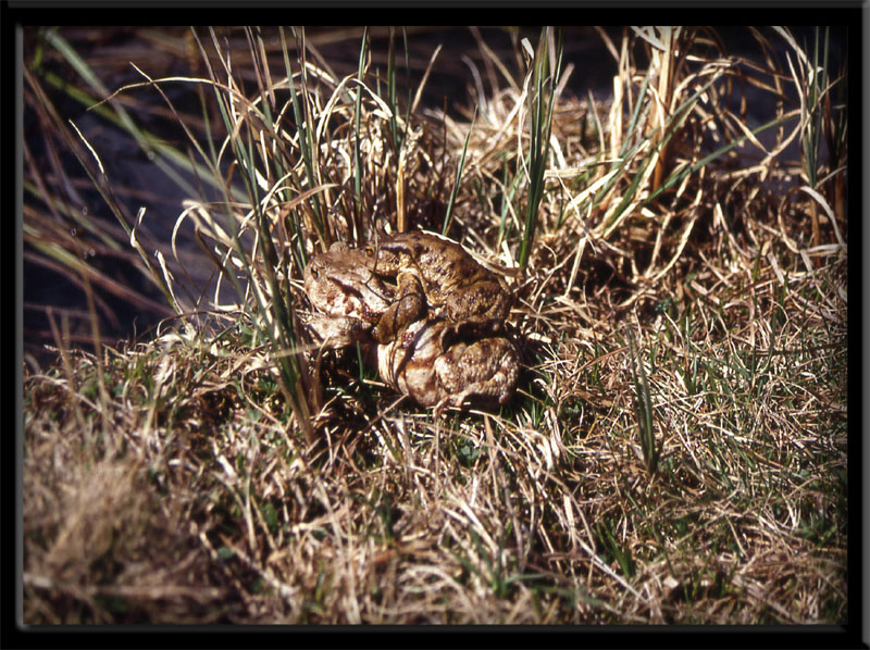 Bufo bufo